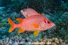 Sabre Squirrelfish