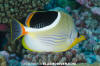 Saddled Butterflyfish