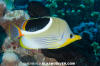 Saddled Butterflyfish