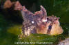 Sailfin Sculpin