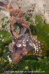 Sailfin Sculpin