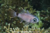 Samoan Cardinalfish