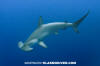 Scalloped hammerhead