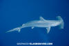 Scalloped hammerhead