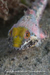 Scalyhead Sculpin