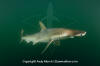 Scoophead Shark 