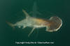 Scoophead Shark