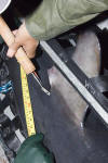 Shark Tagging image