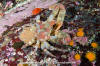 Sharpnose Crab
