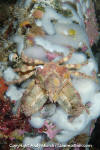 Sharpnose Crab