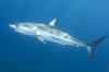 A tagged Shortfin Mako Shark