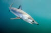 shortfin mako shark picture