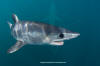 Shortfin Mako 