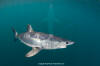 Shortfin Mako 