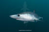 Shortfin Mako 346