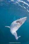 Shortfin Mako 