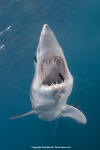 Shortfin Mako