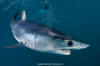 Shortfin Mako 