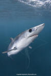 Shortfin Mako