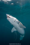 Shortfin Mako 