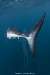 Shortfin Mako