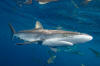 Silky Shark