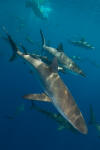 Silky Shark