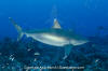 Silvertip Shark 004