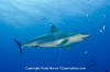 Silvertip Shark