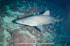 Smalltooth Sandtiger Shark