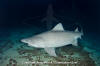 Smalltooth Sandtiger Shark