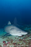 Smalltooth Sandtiger Shark