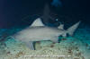 Smalltooth Sandtiger Shark