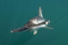 Smooth Hammerhead Shark 007