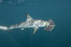 Smooth Hammerhead Shark 009