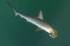 Smooth Hammerhead Shark picture