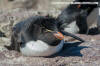 Southern Rockhopper Penguin