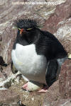 Southern Rockhopper Penguin