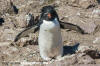 Southern Rockhopper Penguin