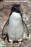 Southern Rockhopper Penguin