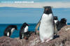 Southern Rockhopper Penguin