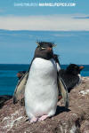 Southern Rockhopper Penguin