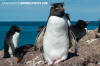 Southern Rockhopper Penguin