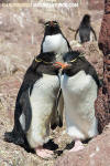 Southern Rockhopper Penguin