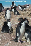 Southern Rockhopper Penguin