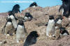 Southern Rockhopper Penguin