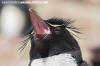 Southern Rockhopper Penguin