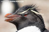 Southern Rockhopper Penguin