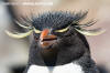 Southern Rockhopper Penguin