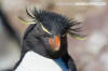 Southern Rockhopper Penguin